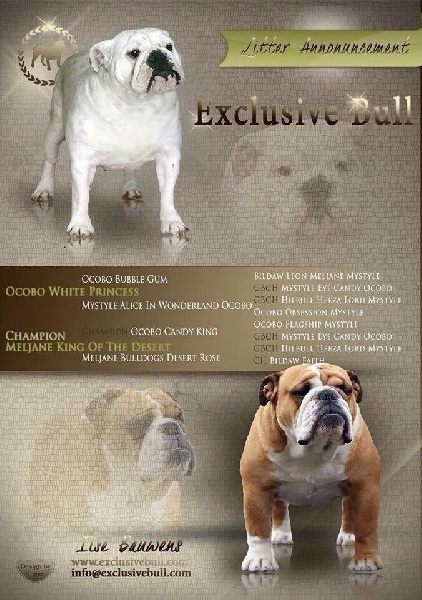 Exclusive Bull - Bulldog Anglais - Portée née le 25/10/2015